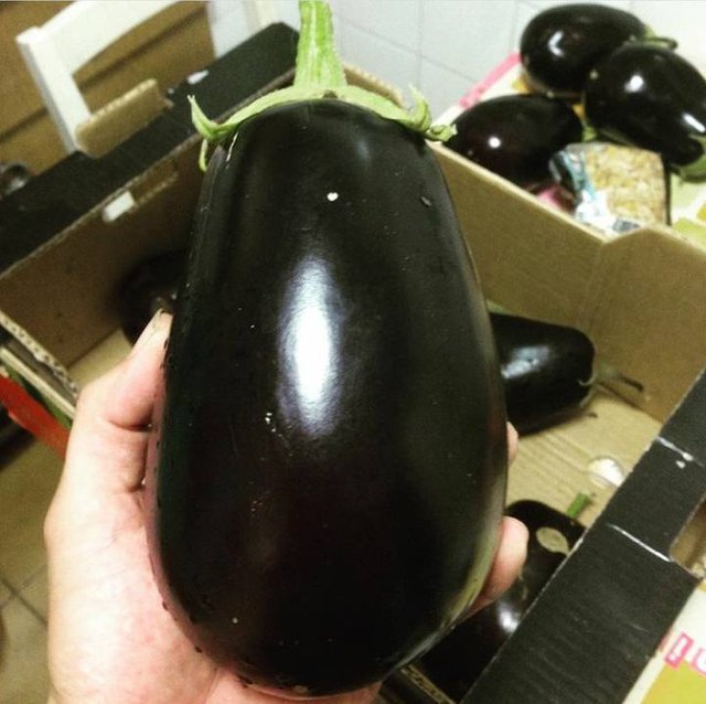 The eggplants Harvesting the first ones. English Version. — Steemit