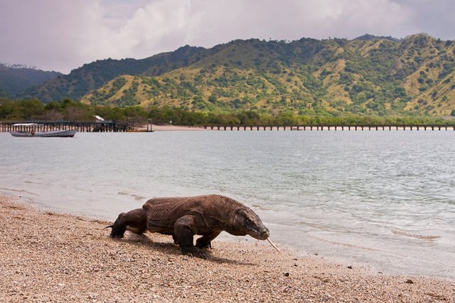 @bacabaca Komodo_Islands 2.jpg