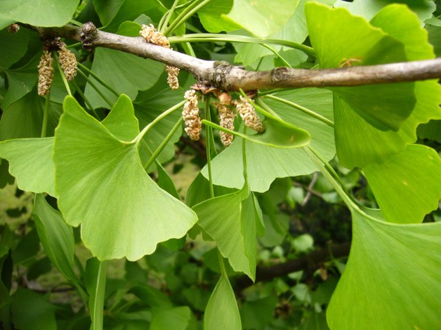 Gingko_flowers.jpg