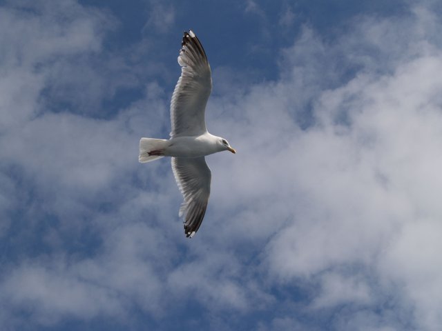 Seagull_flying_(1).jpg