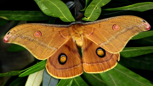 Helena Gum Moth BY Tas.jpg