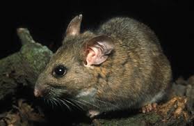 woodrat.jpg