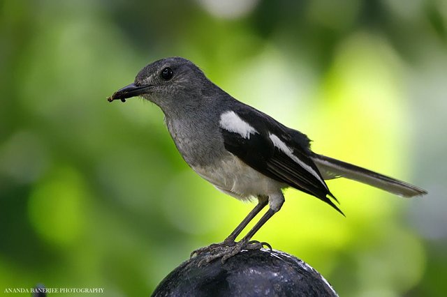 oriental-magpie-robin-female.jpg