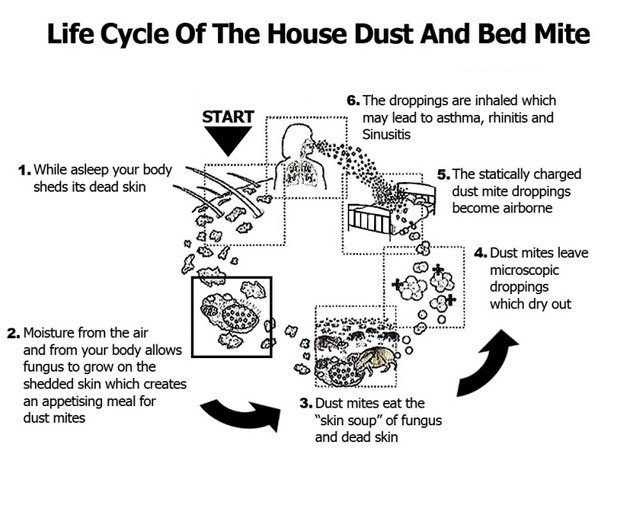 life-cycle-dust-mite-800x640.jpg
