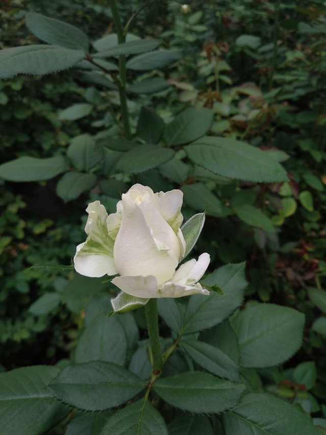 White Rose - Photo Credits: Chetan Naik