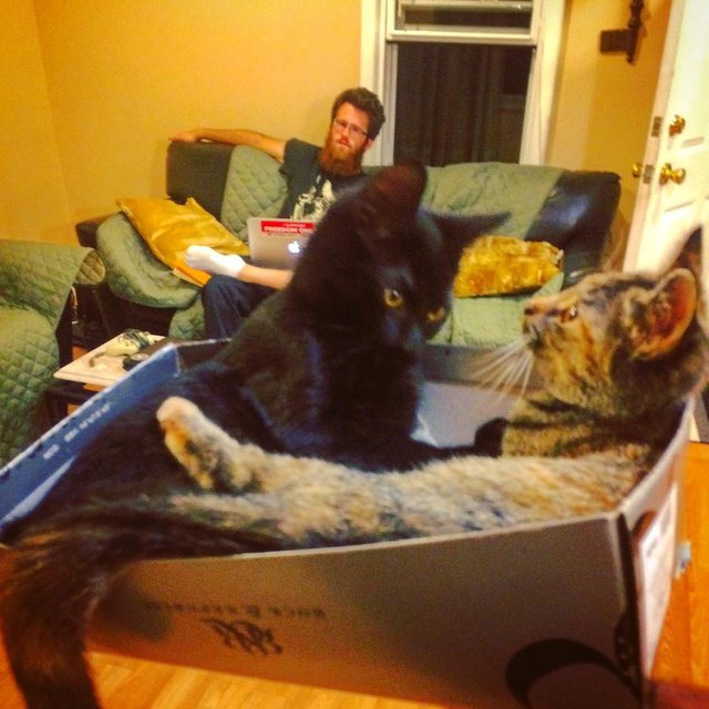 my cats in a shoebox while robrigo chills on my couch