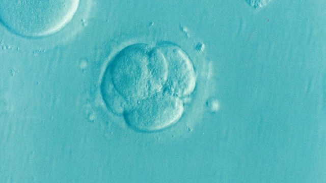 embryo-1514192_1920.png