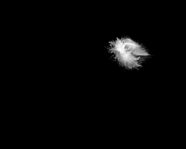 Feather_On_Black__MONO__PS__P1100251.jpg