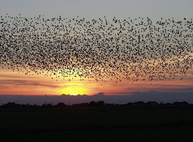 air flock of birds.jpg