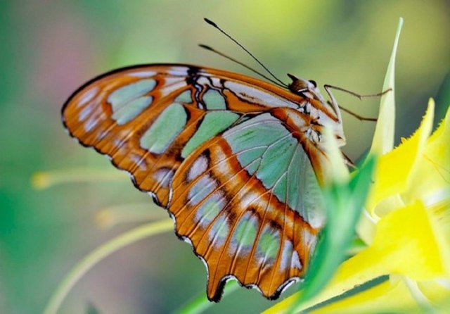 Happiness-is-like-a-butterfly-600x418.jpg