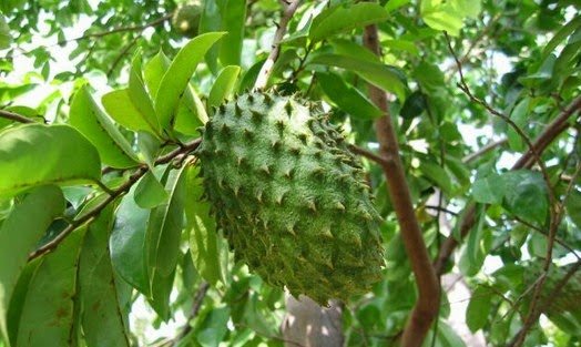 Manfaat Buah Sirsak - Cakrawalasehat.jpg