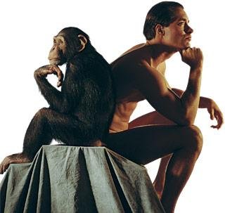 chimpancesyhumanos.jpg