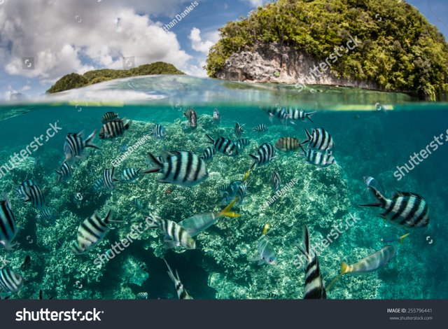 stock-photo-damselfish-swim-in-shallow-water-in-palau-s-inner-lagoon-palau-is-known-for-its-beautiful-rock-255796441.jpg