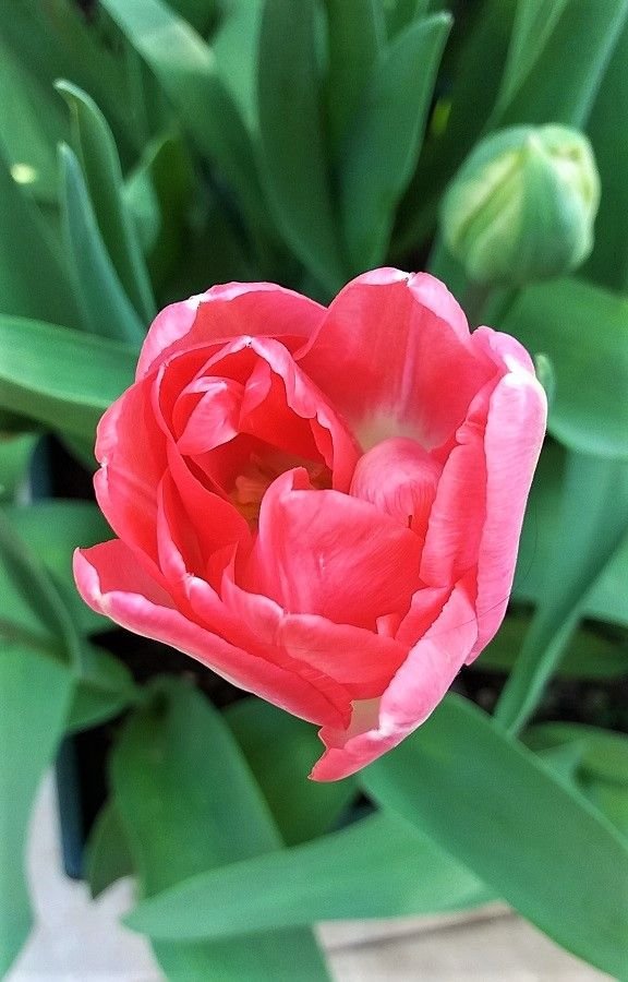 tulips8.jpg