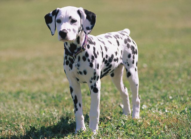 polka-dog-puppy.jpg