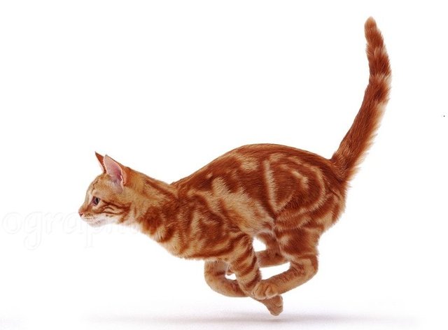 04338-Ginger-cat-running-white-background.jpg