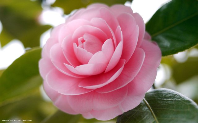 camellia-blooms-1.jpg