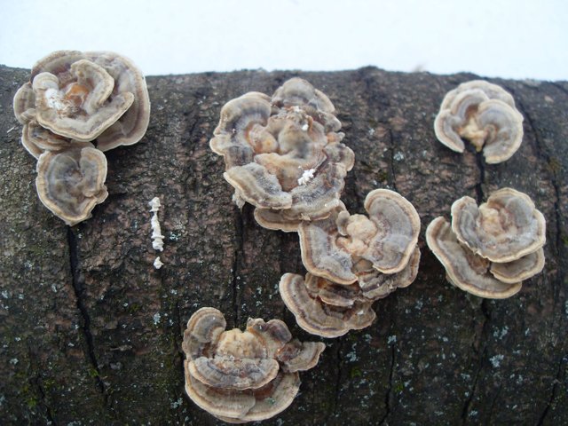SDC12643.JPG