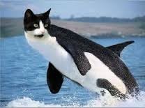 whalekitten.jpeg