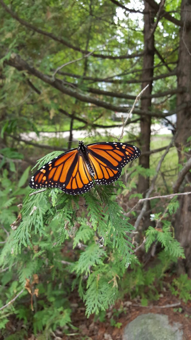 Monarch butterfly.jpg