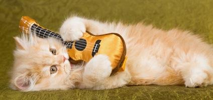 cat-playing-guitar.jpg