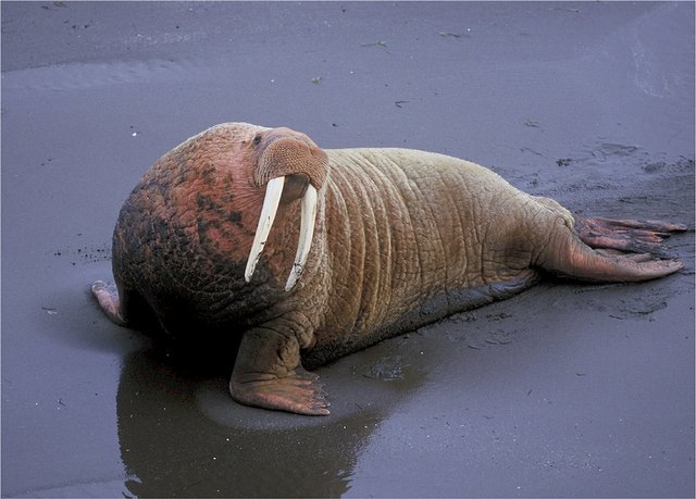 walrus-518220_1920.jpg