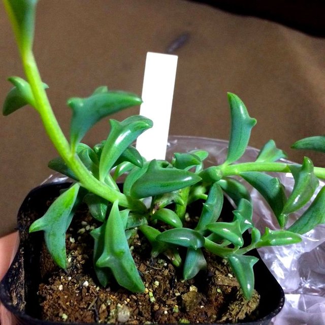 Senecio peregrinus.jpg