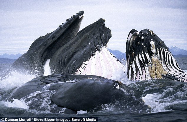 whales.jpg