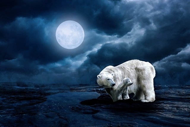 polar-bear-2733791_1280.jpg
