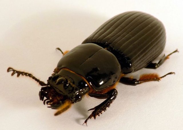 BessBeetleBodyFinal-700x498.jpg