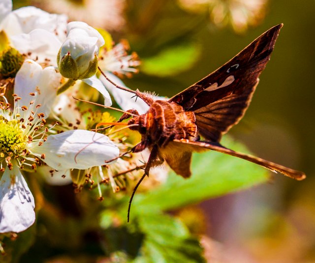 lickingmoth.JPG