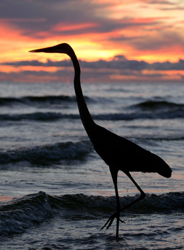 bird sunset.jpg