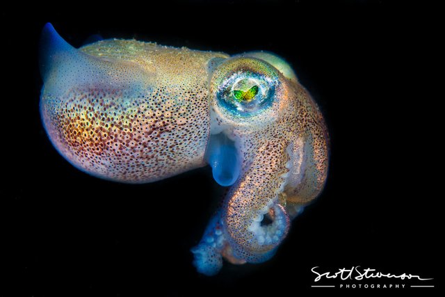 Stubby Squid-1.jpg