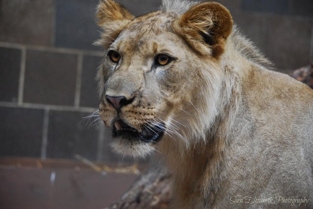 omaha zoo lion.jpg