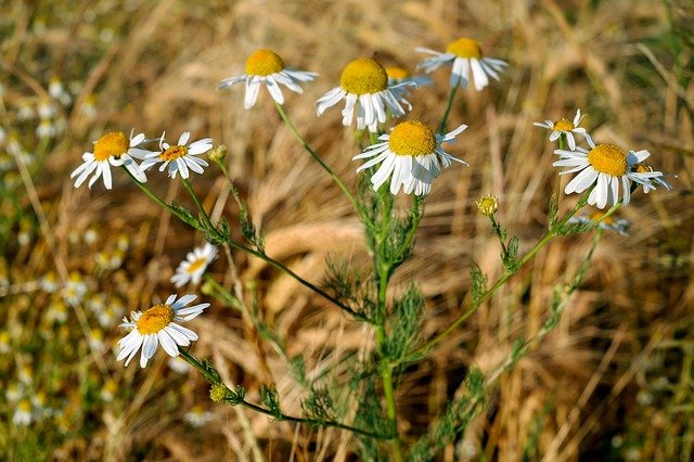 chamomile-2442331_640.jpg