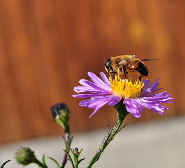 bee-on-a-flower.jpg