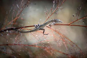 Brown-Anole-300x200.jpg