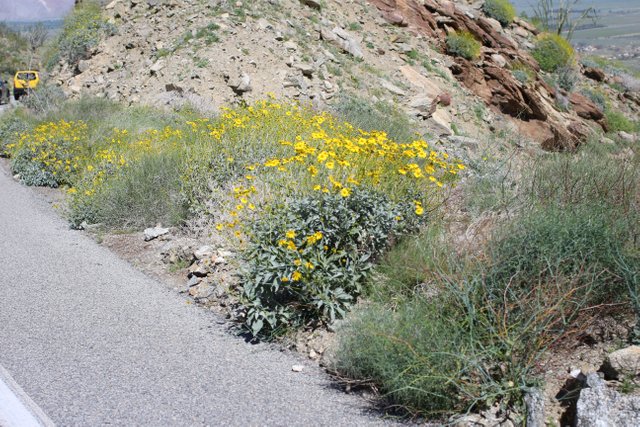 Brittle Bush