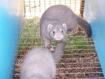 American_Mink_-_Silverblue_in_Cage.jpg