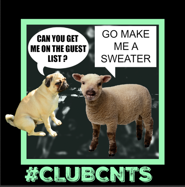 #clubcnts sheep advert.png