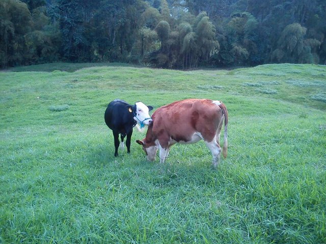 vaca.JPG