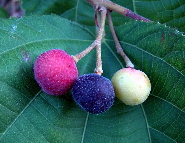 phalsa.jpg