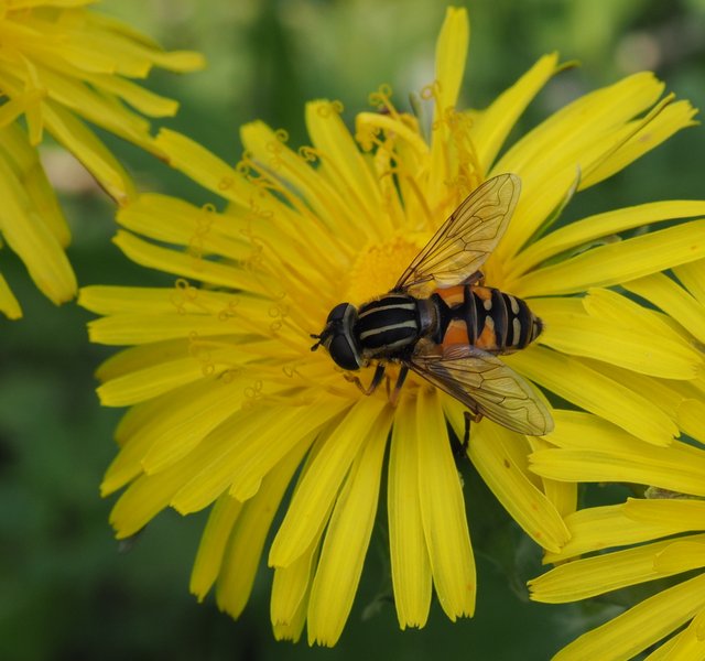 hoverfly_001.jpg