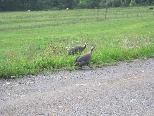 Canon PowerShot SD1200 IS106.JPG