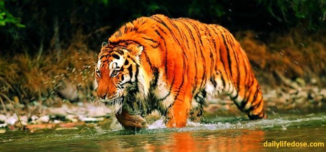 Royal-Bengal-Tiger-dailylifedose.jpg