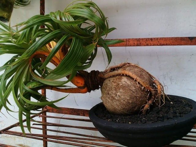 Cara-membuat-bonsai-kelapa-bercabang-7.jpg