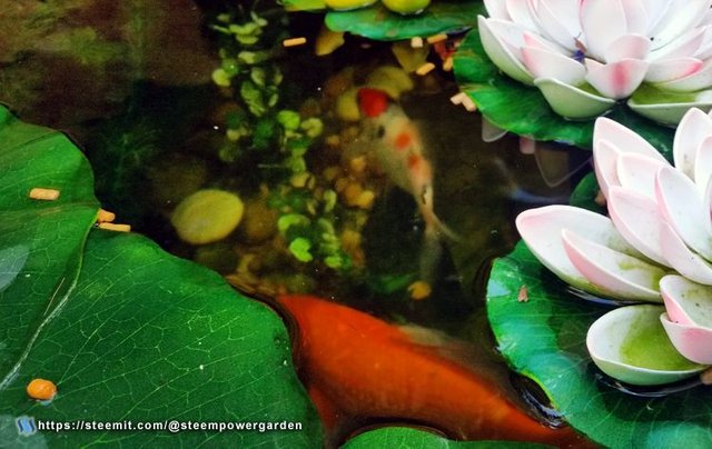 Backyard-Koi-Pond-10-SteemPowerGarden.jpg