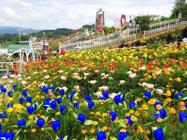 Flower Farm Cebu City | Best Flower Site