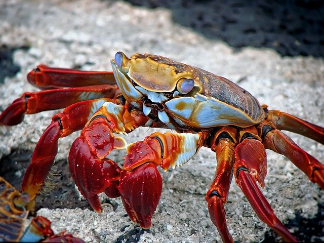 crab-298346_640.jpg