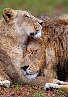 a8de2534f5590966b0c7e6b0eb42b324--lion-love-a-lion.jpg